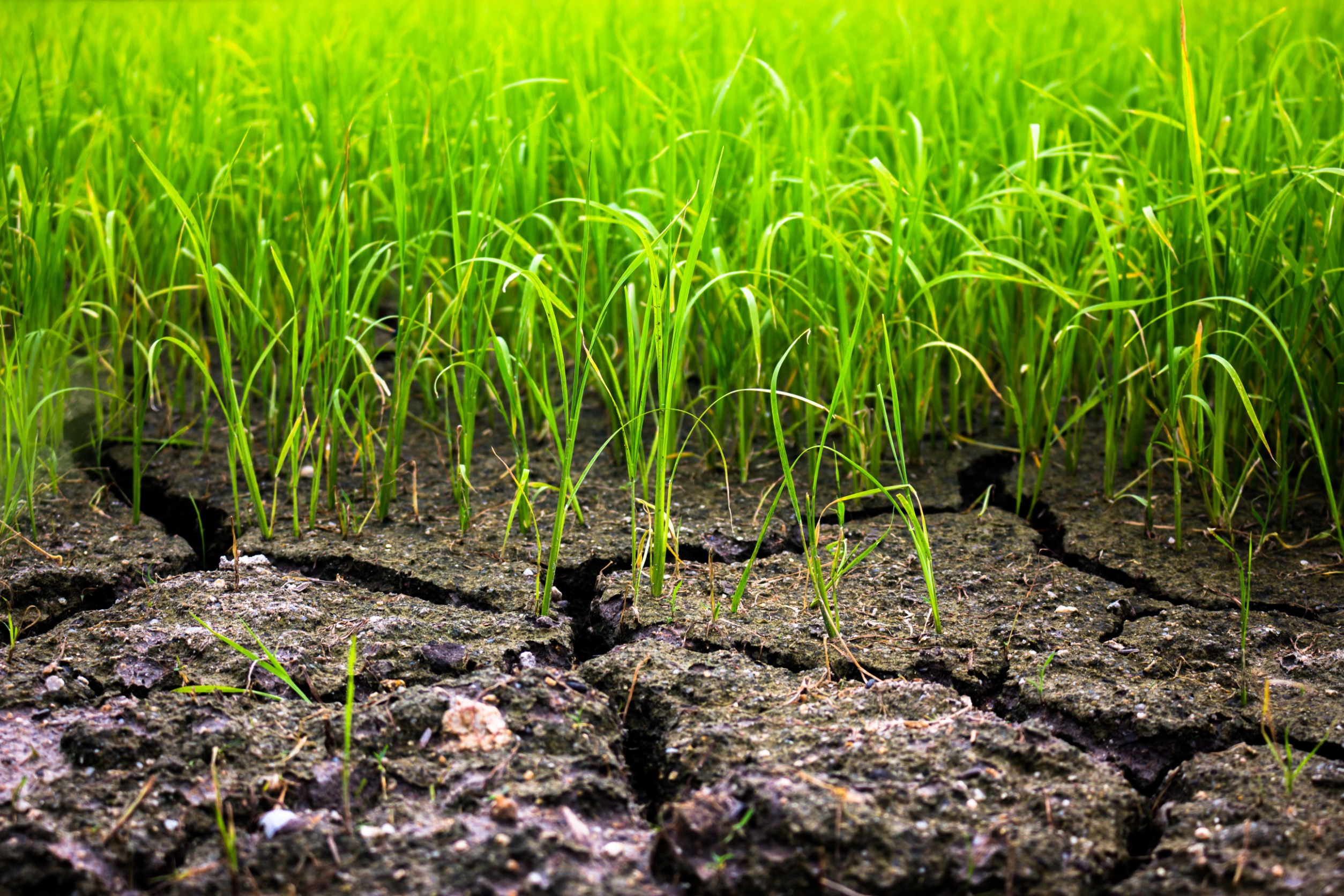 rice field drougth