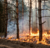 forestfire